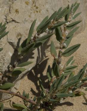 Fotografia 9 da espécie Polygonum maritimum no Jardim Botânico UTAD