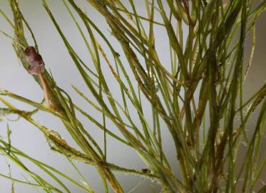 Fotografia da espécie Potamogeton pectinatus