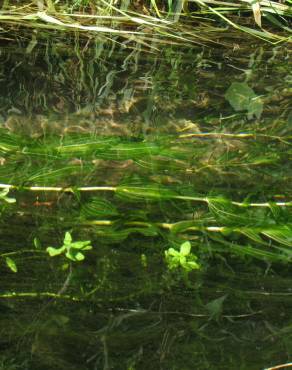 Fotografia 4 da espécie Potamogeton perfoliatus no Jardim Botânico UTAD