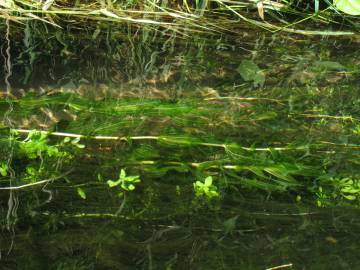 Fotografia da espécie Potamogeton perfoliatus