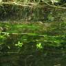 Fotografia 4 da espécie Potamogeton perfoliatus do Jardim Botânico UTAD