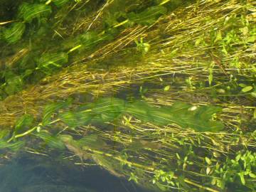 Fotografia da espécie Potamogeton perfoliatus