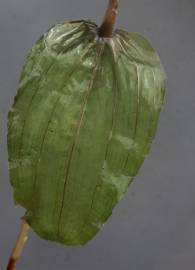 Fotografia da espécie Potamogeton perfoliatus