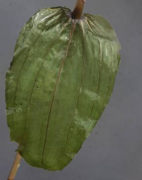 Fotografia 6 da espécie Potamogeton perfoliatus no Jardim Botânico UTAD