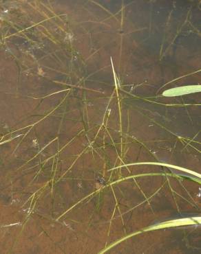 Fotografia 1 da espécie Potamogeton trichoides no Jardim Botânico UTAD