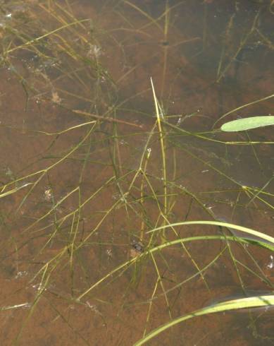 Fotografia de capa Potamogeton trichoides - do Jardim Botânico