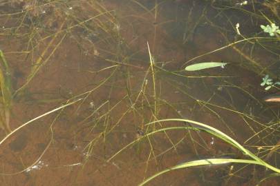 Fotografia da espécie Potamogeton trichoides