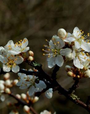 Fotografia 14 da espécie Prunus spinosa no Jardim Botânico UTAD