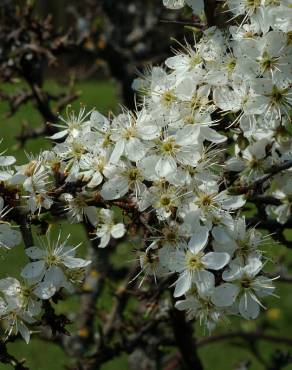 Fotografia 17 da espécie Prunus spinosa no Jardim Botânico UTAD