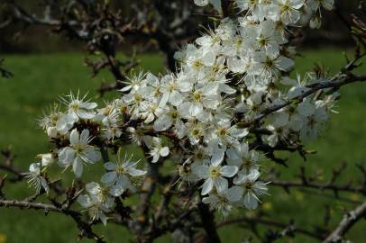 Fotografia da espécie Prunus spinosa