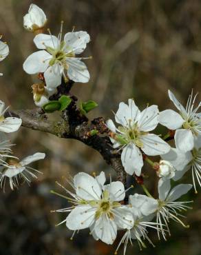 Fotografia 18 da espécie Prunus spinosa no Jardim Botânico UTAD