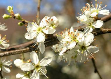 Fotografia da espécie Prunus spinosa