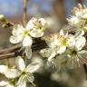 Fotografia 19 da espécie Prunus spinosa do Jardim Botânico UTAD