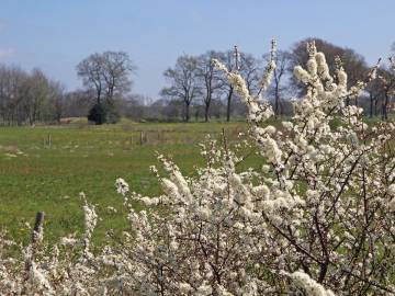 Fotografia da espécie Prunus spinosa