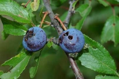 Fotografia da espécie Prunus spinosa