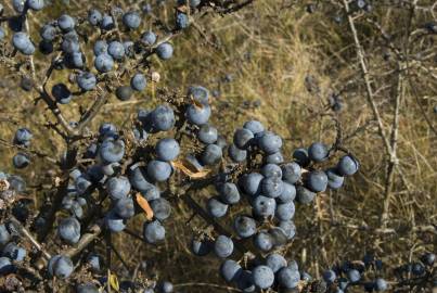 Fotografia da espécie Prunus spinosa