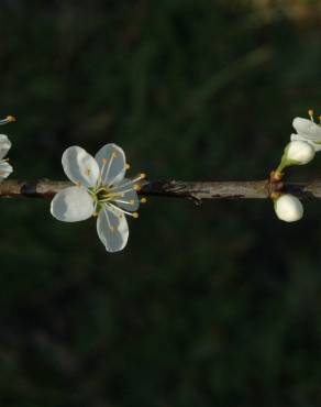 Fotografia 26 da espécie Prunus spinosa no Jardim Botânico UTAD