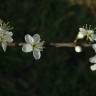 Fotografia 26 da espécie Prunus spinosa do Jardim Botânico UTAD