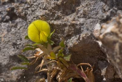 Fotografia da espécie Ononis pusilla subesp. pusilla