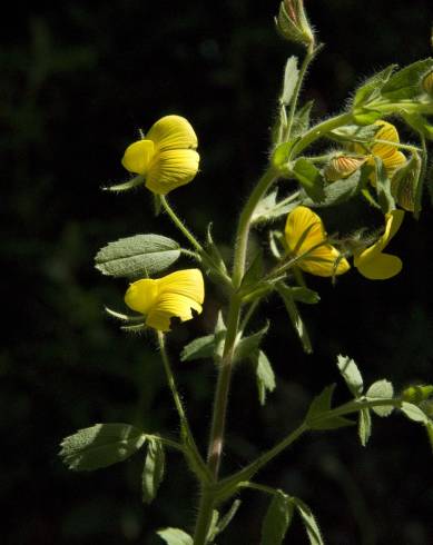 Fotografia de capa Ononis pusilla subesp. pusilla - do Jardim Botânico