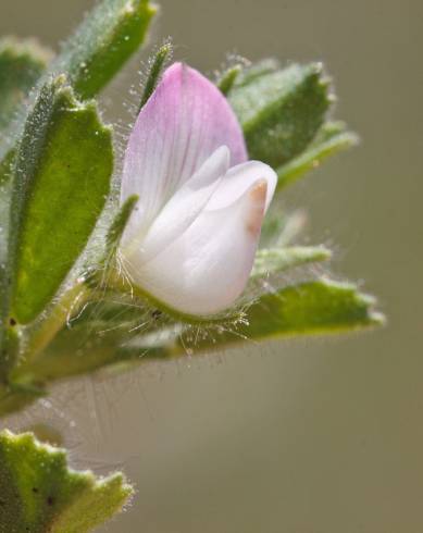 Fotografia de capa Ononis reclinata subesp. reclinata - do Jardim Botânico