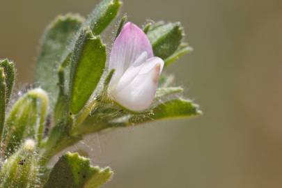 Fotografia da espécie Ononis reclinata subesp. reclinata