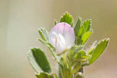 Fotografia da espécie Ononis reclinata subesp. reclinata