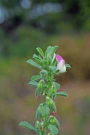 Fotografia da espécie Ononis reclinata subesp. reclinata