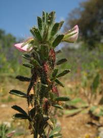 Fotografia da espécie Ononis reclinata subesp. reclinata