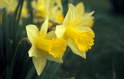 Fotografia da espécie Narcissus pseudonarcissus subesp. pseudonarcissus