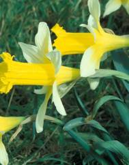 Narcissus pseudonarcissus subesp. nobilis