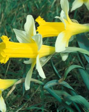 Fotografia 1 da espécie Narcissus pseudonarcissus subesp. nobilis no Jardim Botânico UTAD