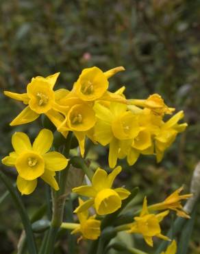 Fotografia 5 da espécie Narcissus calcicola no Jardim Botânico UTAD