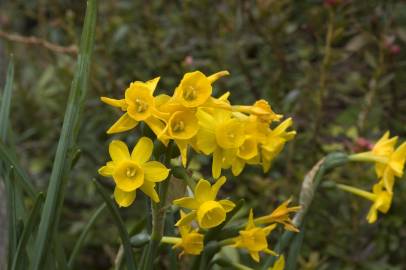 Fotografia da espécie Narcissus calcicola