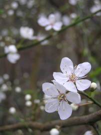 Fotografia da espécie Prunus cerasifera