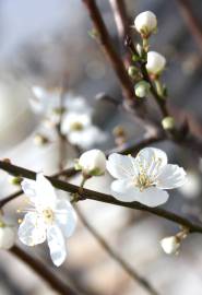 Fotografia da espécie Prunus cerasifera