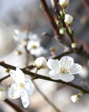 Fotografia 10 da espécie Prunus cerasifera no Jardim Botânico UTAD