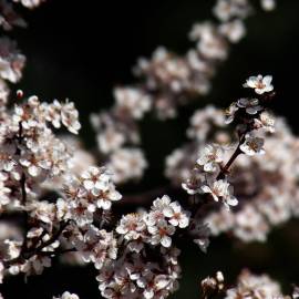 Fotografia da espécie Prunus cerasifera