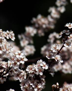 Fotografia 11 da espécie Prunus cerasifera no Jardim Botânico UTAD