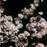 Fotografia 11 da espécie Prunus cerasifera do Jardim Botânico UTAD
