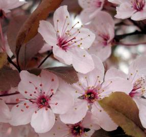 Fotografia da espécie Prunus cerasifera