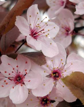 Fotografia 12 da espécie Prunus cerasifera no Jardim Botânico UTAD