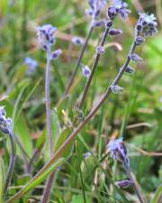 Fotografia da espécie Myosotis ramosissima