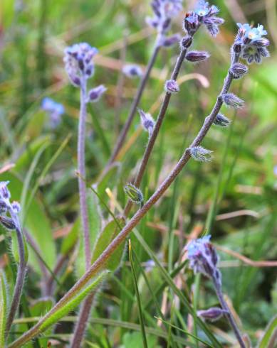 Fotografia de capa Myosotis ramosissima subesp. ramosissima - do Jardim Botânico