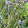 Fotografia 1 da espécie Myosotis ramosissima subesp. ramosissima do Jardim Botânico UTAD