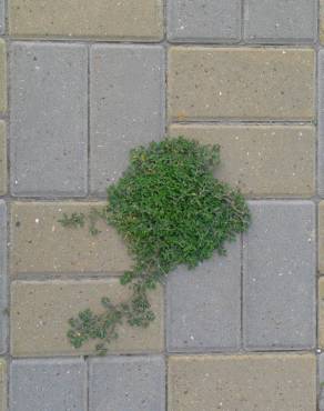 Fotografia 1 da espécie Polygonum arenastrum no Jardim Botânico UTAD