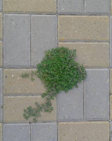 Fotografia de capa Polygonum arenastrum - do Jardim Botânico