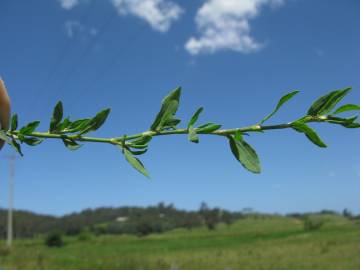 Fotografia da espécie Polygonum arenastrum