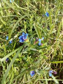 Fotografia da espécie Glandora prostrata subesp. lusitanica