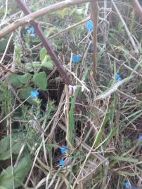 Fotografia da espécie Glandora prostrata subesp. lusitanica